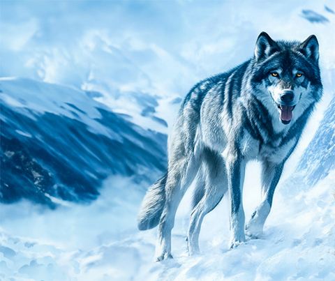 In einer schneebedeckten blauweißen Landschaft seht ein großer Wolf mit gelben Augen und blickt den Zuschauer an