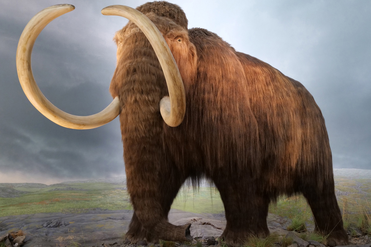 Ein Mammut mit rotbraunen, lange Haaren und gewaltigen, nach oben gebogenen Stoßzähnen vor einer eiszeitlichen Tundra und grauem Himmel