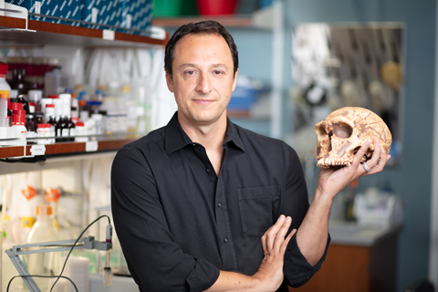 Ein Forscher in einem Labor hält einen Neandertaler-Schädel in der Hand