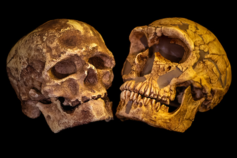 Zwei gelbliche, alte menschliche Schädel. Links der filigrane eines Homo sapiens mit hoher Stirn, rechts der eines Neandertalers mit mächtigen Knochenwülsten über den Augen und großer Nasenöffnung.