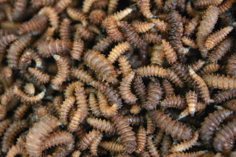 Nahaufnahme von zahlreichen braunen Maden