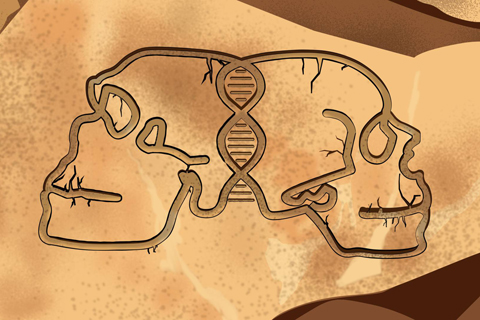 Braungelbe Illustration, die schematisch zwei Urmenschen-Schädel und eine DNA-Spirale zeigt