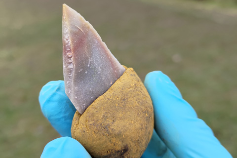 drei, in einem hellblauen Plastikhandschuh steckende Finger halten einen gelblichen, halbrunden Gegenstand in der Hand, aus dem eine scharfe Steinspitze ragt