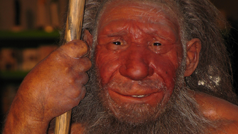 Rekonstruktion eines Neandertalers im Neanderthal Museum in Mettmann