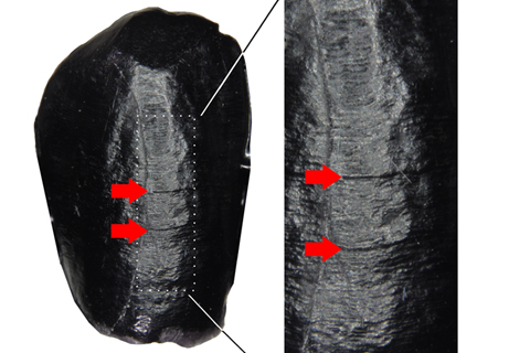 Wissenschaftliche, mikroskopische Schwarzweiß-Aufnahme eines Zahnes, in dessen Substanz zwei dunkle Linien zu erkennen sind, die sich von dem helleren Grau des Zahns abheben